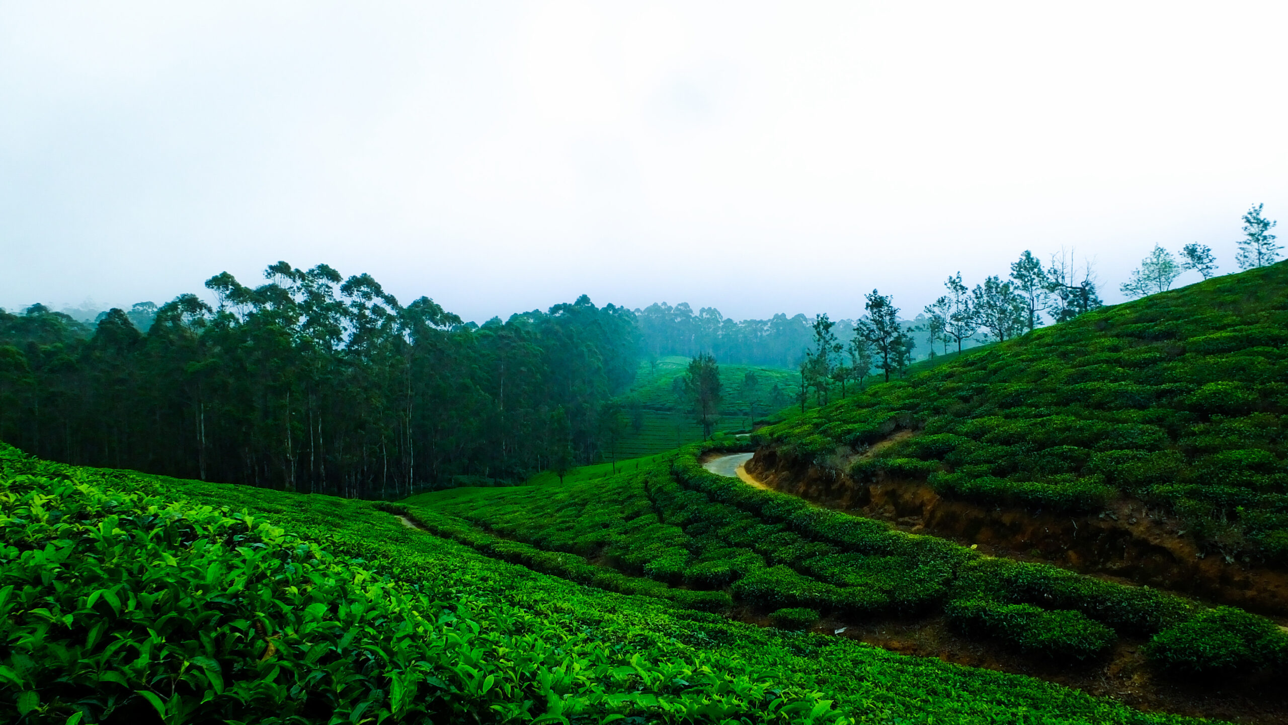 Munnar Coffee Plantation