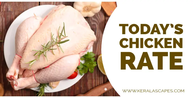 Pala Chicken Rates Today