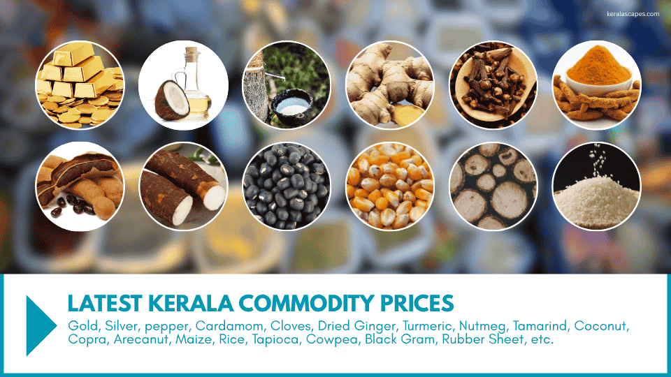 latest Kerala commodity prices - Gold, Silver, pepper, Cardamom, Cloves, Dried Ginger, Turmeric, Nutmeg, Tamarind, Coconut, Copra, Arecanut, Maize, Rice, Tapioca, Cowpea, Black Gram, Rubber Sheet, etc.